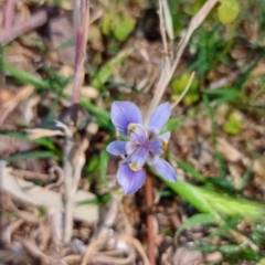 Moraea setifolia at Saint Agnes, SA - 22 Oct 2021 02:00 PM