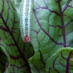 Lophyrotoma analis (Sawfly, Dock Sawfly) at Saint Agnes, SA - 26 Mar 2022 by CrustyMud