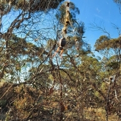 Trichonephila edulis (Golden orb weaver) at Moorook, SA - 12 Apr 2021 by CrustyMud