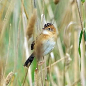 Cisticola exilis at Fyshwick, ACT - suppressed