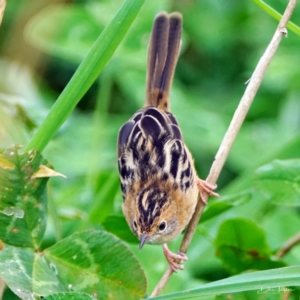 Cisticola exilis at Fyshwick, ACT - suppressed