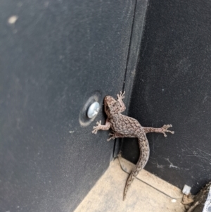 Christinus marmoratus at Hackett, ACT - 19 Apr 2022