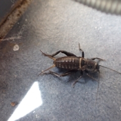 Teleogryllus commodus (Black Field Cricket) at Murrumbateman, NSW - 13 Apr 2022 by SimoneC