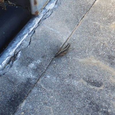 Phaulacridium vittatum (Wingless Grasshopper) at Namadgi National Park - 20 Apr 2022 by Mike