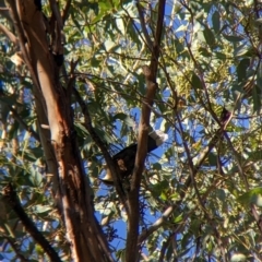 Pomatostomus temporalis temporalis (Grey-crowned Babbler) at Walla Walla, NSW - 19 Apr 2022 by Darcy