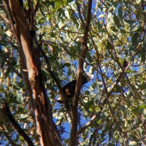 Pomatostomus temporalis temporalis at Walla Walla, NSW - 20 Apr 2022