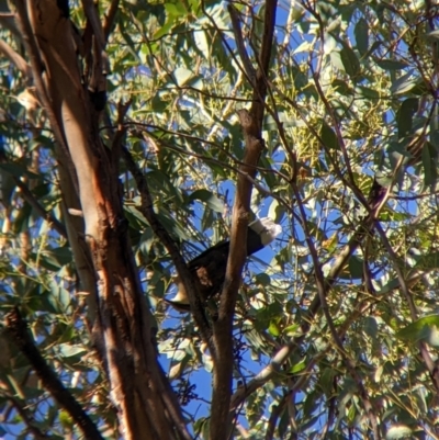 Pomatostomus temporalis temporalis (Grey-crowned Babbler) at Walla Walla, NSW - 19 Apr 2022 by Darcy