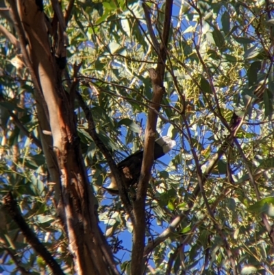 Pomatostomus temporalis temporalis (Grey-crowned Babbler) at Walla Walla, NSW - 20 Apr 2022 by Darcy