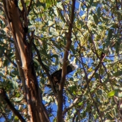 Pomatostomus temporalis temporalis at Walla Walla, NSW - 20 Apr 2022