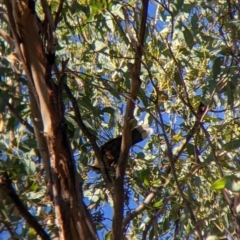 Pomatostomus temporalis temporalis at Walla Walla, NSW - suppressed