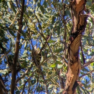 Pomatostomus temporalis temporalis at Walla Walla, NSW - suppressed
