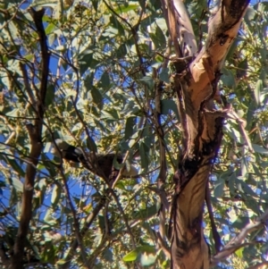 Pomatostomus temporalis temporalis at Walla Walla, NSW - 20 Apr 2022