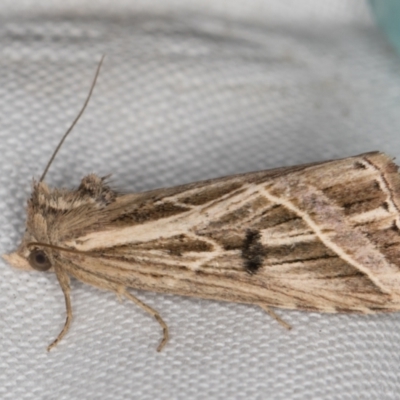 Lophotoma diagrapha (Double-line Snout Moth) at Melba, ACT - 11 Mar 2022 by kasiaaus