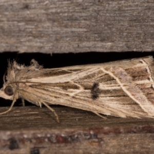 Lophotoma diagrapha at Melba, ACT - 11 Mar 2022 11:48 PM