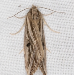 Lophotoma diagrapha at Melba, ACT - 11 Mar 2022 11:48 PM