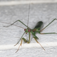 Pseudomantis albofimbriata (False garden mantis) at Melba, ACT - 11 Mar 2022 by kasiaaus