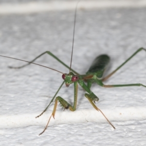 Pseudomantis albofimbriata at Melba, ACT - 11 Mar 2022 11:51 PM