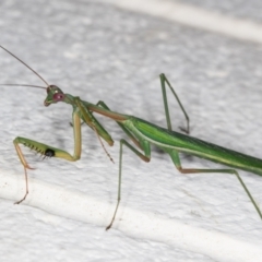 Pseudomantis albofimbriata at Melba, ACT - 11 Mar 2022 11:51 PM