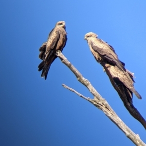 Milvus migrans at Walla Walla, NSW - 20 Apr 2022