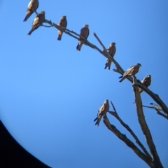 Milvus migrans at Walla Walla, NSW - suppressed