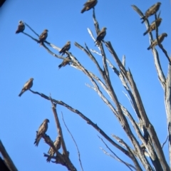 Milvus migrans at Walla Walla, NSW - suppressed