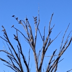 Milvus migrans at Walla Walla, NSW - suppressed