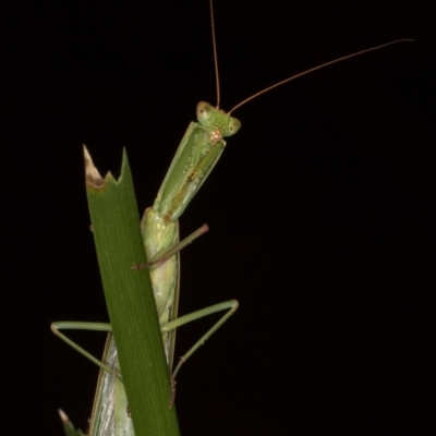 Orthodera ministralis (Green Mantid) at Melba, ACT - 11 Mar 2022 by kasiaaus