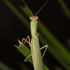 Orthodera ministralis at Melba, ACT - 11 Mar 2022