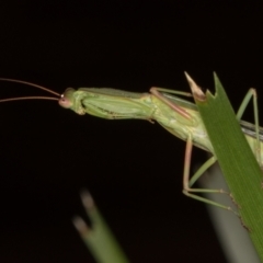 Orthodera ministralis at Melba, ACT - 11 Mar 2022 11:57 PM