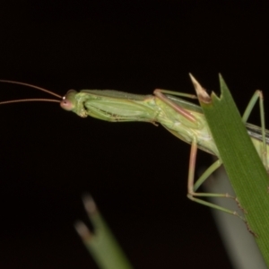 Orthodera ministralis at Melba, ACT - 11 Mar 2022 11:57 PM