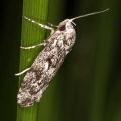 Barea (genus) (A concealer moth) at Melba, ACT - 11 Mar 2022 by kasiaaus