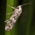 Barea (genus) at Melba, ACT - 11 Mar 2022