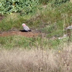 Eolophus roseicapilla (Galah) at Walla Walla, NSW - 20 Apr 2022 by Darcy