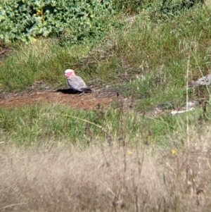 Eolophus roseicapilla at Walla Walla, NSW - suppressed