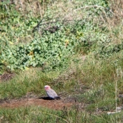 Eolophus roseicapilla at Walla Walla, NSW - suppressed