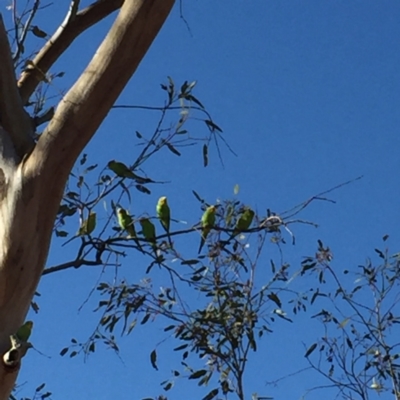Melopsittacus undulatus (Budgerigar) at Marla, SA - 4 Oct 2016 by Darcy