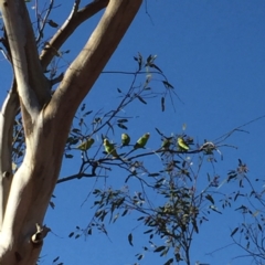 Melopsittacus undulatus at Marla, SA - 4 Oct 2016