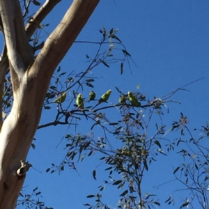 Melopsittacus undulatus at Marla, SA - 4 Oct 2016