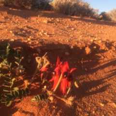 Swainsona formosa (Sturt's Desert Pea) at Lake Harris, SA - 25 Sep 2016 by Darcy