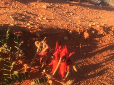 Swainsona formosa (Sturt's Desert Pea) at Lake Harris, SA - 25 Sep 2016 by Darcy