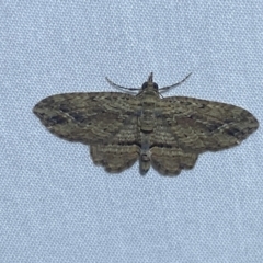 Chloroclystis filata (Filata Moth, Australian Pug Moth) at Jerrabomberra, NSW - 20 Apr 2022 by SteveBorkowskis