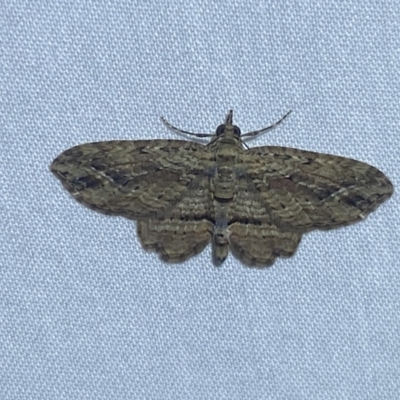 Chloroclystis filata (Filata Moth, Australian Pug Moth) at Jerrabomberra, NSW - 20 Apr 2022 by SteveBorkowskis
