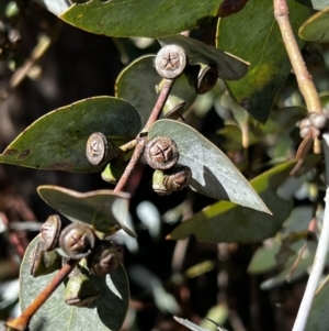 Eucalyptus cinerea subsp. cinerea at Stromlo, ACT - 20 Apr 2022