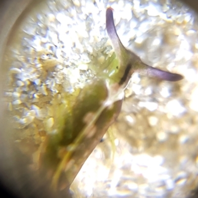 Elysia australis at Aldinga Beach, SA - 11 Feb 2018 by Harrisi