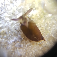 Unidentified at suppressed - 11 Feb 2018