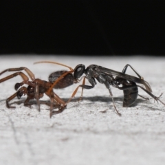 Pompilidae (family) (Unidentified Spider wasp) at Acton, ACT - 10 Apr 2022 by TimL