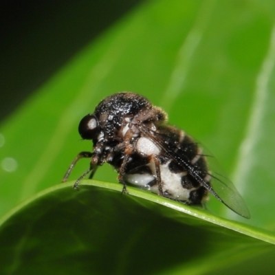 Unidentified Other true fly at Wellington Point, QLD - 29 Mar 2022 by TimL