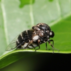 Ogcodes basalis at Wellington Point, QLD - suppressed