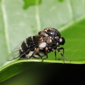 Ogcodes basalis at Wellington Point, QLD - suppressed