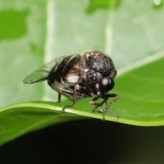 Ogcodes basalis at Wellington Point, QLD - suppressed